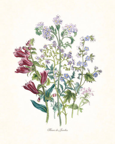 Fleurs de Jardin Series No.5 Plate 6 - Botanical Print