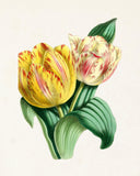 The Floral Magazine Print No. 5 - Botanical Prints