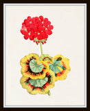The Floral Magazine Print No. 8 - Botanical Prints