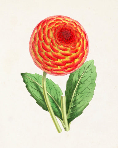 The Floral Magazine Print No. 1 - Botanical Prints
