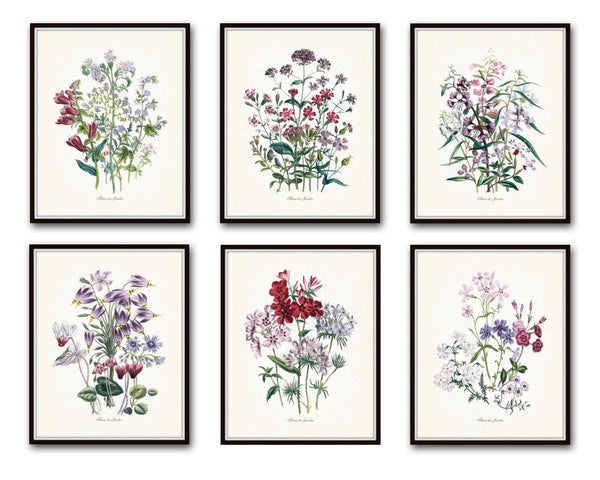 Fleurs de Jardin Print Set No. 5 - Botanical Print Set