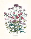 Fleurs de Jardin Series No.5 Plate 1 - Botanical Print