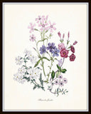 Fleurs de Jardin Series No.5 Plate 2 - Botanical Print