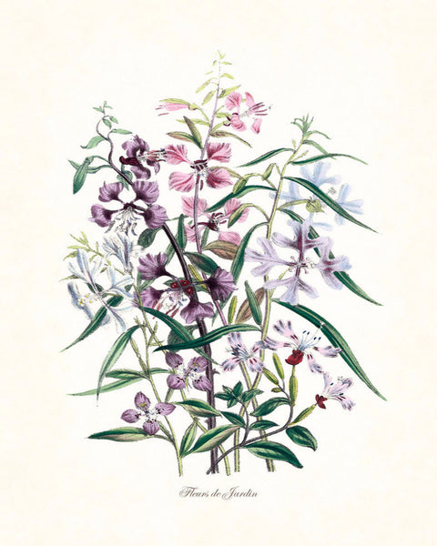 Fleurs de Jardin Series No.5 Plate 3 - Botanical Print
