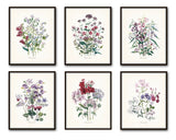 Fleurs de Jardin Series No.5 Plate 4 - Botanical Print