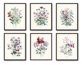 Fleurs de Jardin Series No.5 Plate 6 - Botanical Print