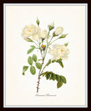 Redoute White Botanical Print Set No. 8