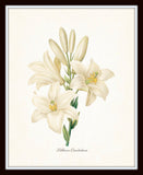Redoute White Botanical Print Set No. 8