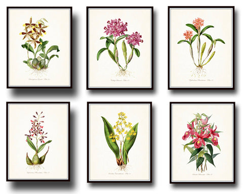 Tropical Orchids Botanical Print Set No. 4