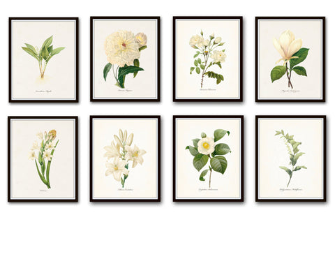 Redoute White Botanical Print Set No. 8