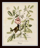 Vintage Bird and Botanical Print Set No.1