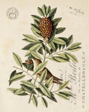 Vintage Bird and Botanical Print No. 11