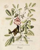 Vintage Bird and Botanical Print No. 12