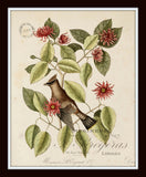 Vintage Bird and Botanical Print No. 13