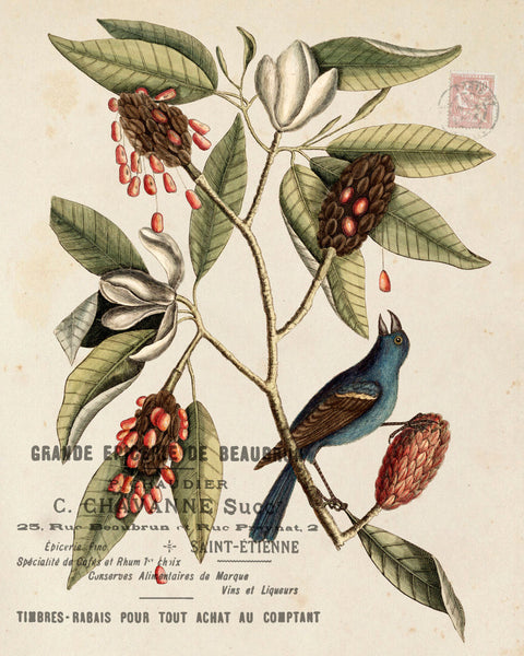 Vintage Bird and Botanical Print No. 10