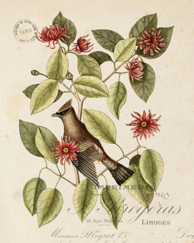 Vintage Bird and Botanical Print No. 13