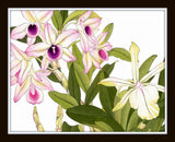 Tropical Woodblock Orchids Botanical Print No.3 - Giclee Print