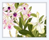 Tropical Woodblock Orchids Botanical Print No.3 - Giclee Print