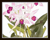 Tropical Woodblock Orchids Botanical Print No.4 - Giclee Print