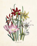 Les Lilies No.1 Botanical Print