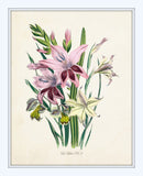 Les Lilies No.2 Botanical Print