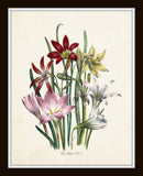 Les Lilies No.1 Botanical Print