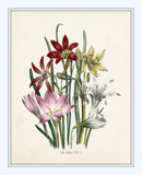 Les Lilies No.1 Botanical Print