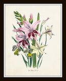 Les Lilies Botanical Print Set No. 2 - Canvas Art Prints