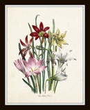 Les Lilies Botanical Print Set No. 2 - Canvas Art Prints
