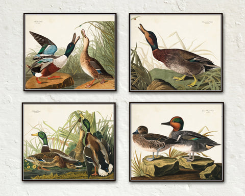 Vintage Audubon Duck Print Set No. 1 - Bird Print Set
