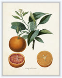 Vintage Citrus Orange Botanical Print Set