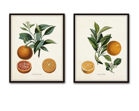 Vintage Citrus Orange Botanical Print Set