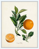 Vintage Citrus Orange Botanical Print Set