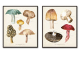 Watercolor Mushrooms Botanical Print Set