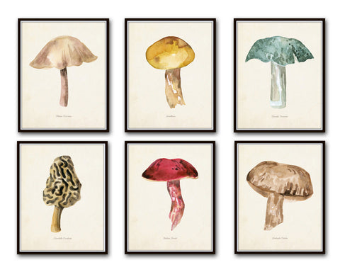 Watercolor Mushrooms Print Set 6 - Botanical Prints