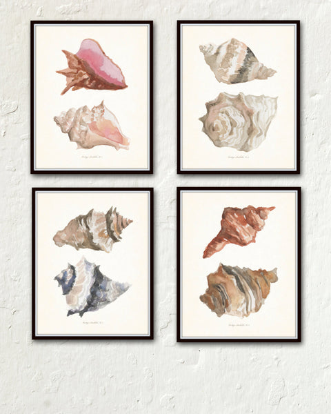 Watercolor Seashells Print Set No. 5