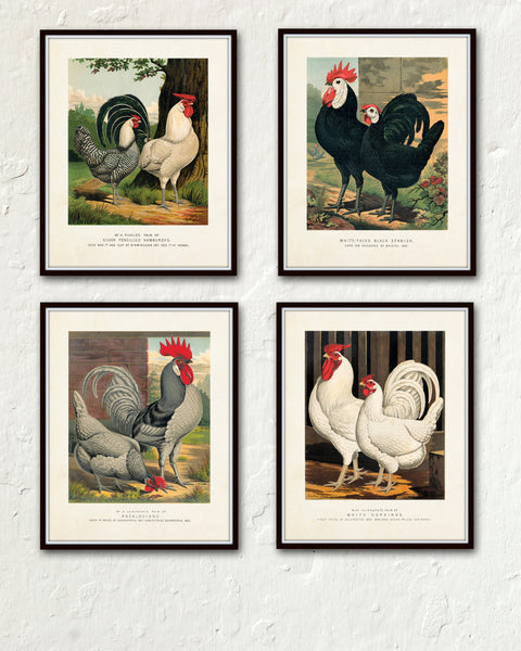 Vintage Poultry Print Set No.1 - Bird Print Set