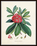 Rhododendron Print Set No. 1 - Botanical Prints