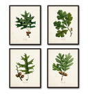 Oak Leaf Botanical Print Set No. 2