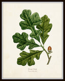 Oak Leaf Botanical Print Set No. 5