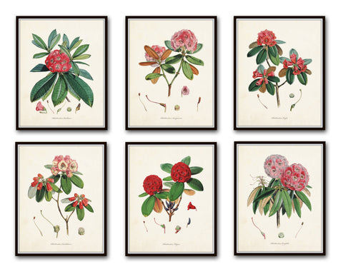 Rhododendron Print Set No. 1 - Botanical Prints