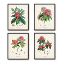 Rhododendron Botanical Print Set No. 2 - Canvas Art Prints