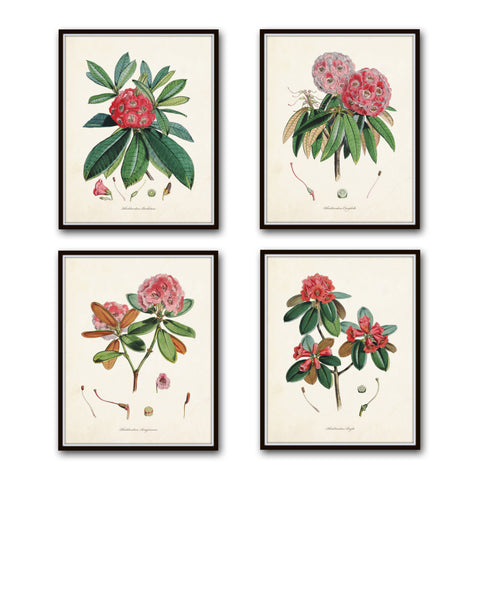 Rhododendron Botanical Print Set No. 2 - Canvas Art Prints