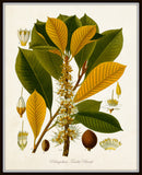 Flora II Vintage Botanical Print Set No. 2