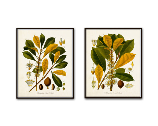 Flora II Vintage Botanical Print Set No. 2