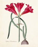 Vintage Lily No. 26 - Botanical Print