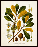 Flora II Vintage Botanical Print Set No. 2