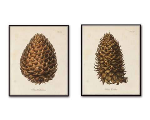 Vintage Conifer Pine Cone Prints I & II - Botanical Print Set