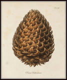 Vintage Conifer Pine Cone Prints I & II - Botanical Print Set