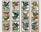 Butterfly Print Set - Set of 12 - Seguy Butterfly Print Set